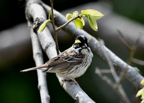 キマユホオジロ♂1795