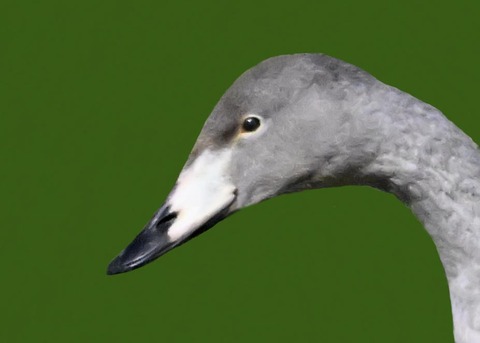 オオハクチョウ幼鳥2001