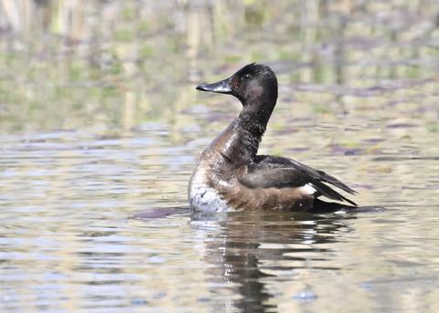 アカハジロ♀4054
