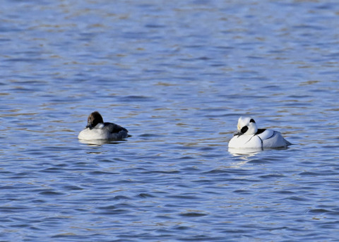 ミコアイサ♂♀4439