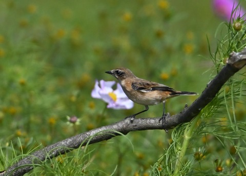 ノビタキ♀6452