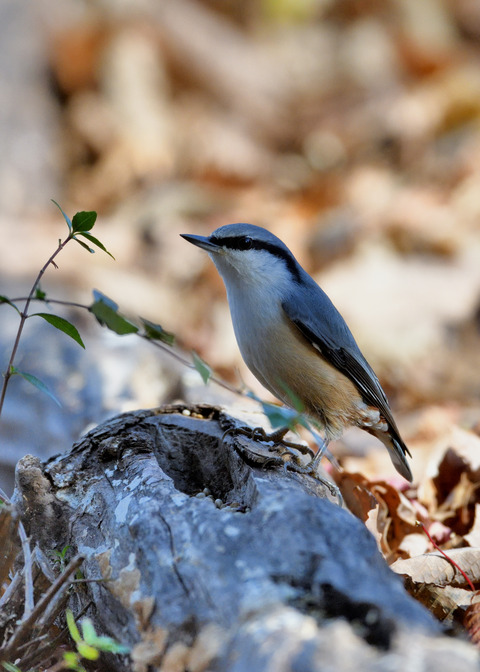 ゴジュウカラ0648