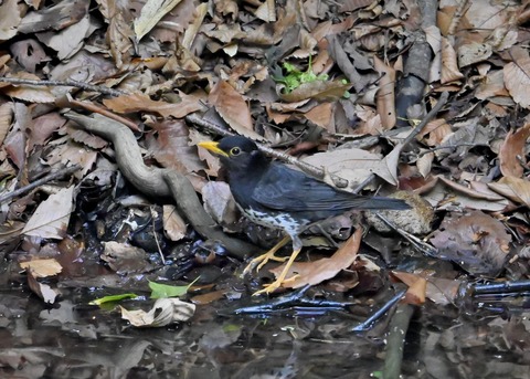 クロツグミ♂4435