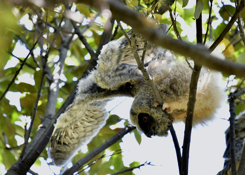 トラフズクのヒナ0199