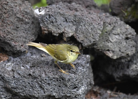 メボソムシクイ0945