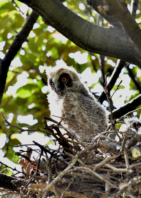 トラフズクのヒナ②6300