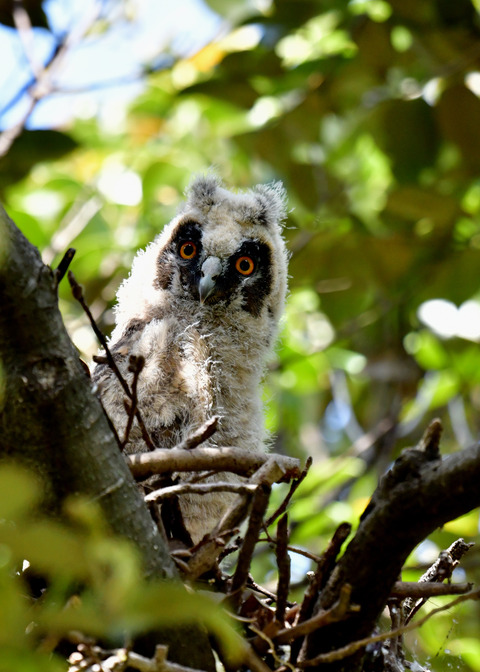 トラフズクのヒナ②6118