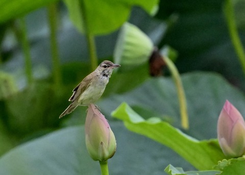 オオヨシキリ1605