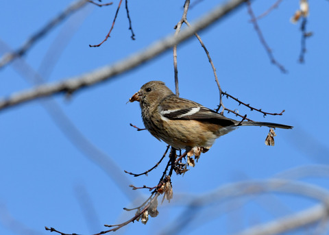 ベニマシコ♀3451