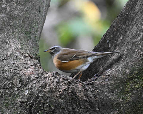 マミチャジナイ1766