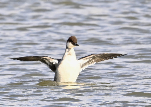 ミコアイサ♀1305