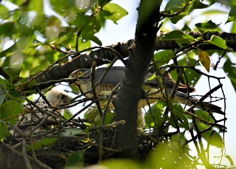 ツミ♀とヒナ8900