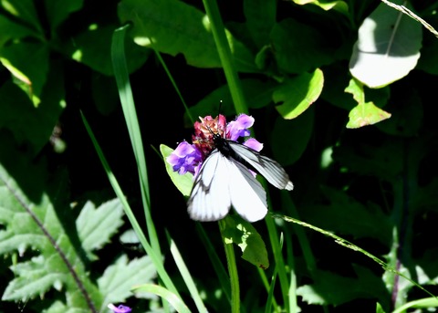 ミヤマシロチョウ♂2856