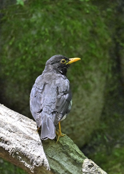 クロツグミ♂5601