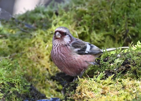 ベニマシコ♂6864