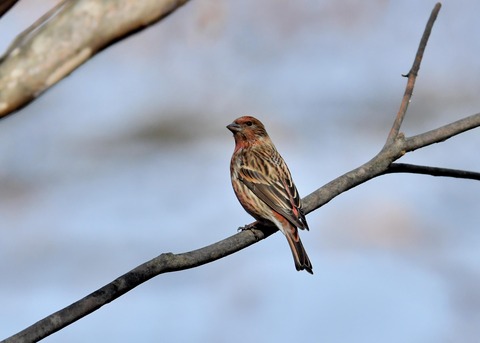 オオマシコ♀4692