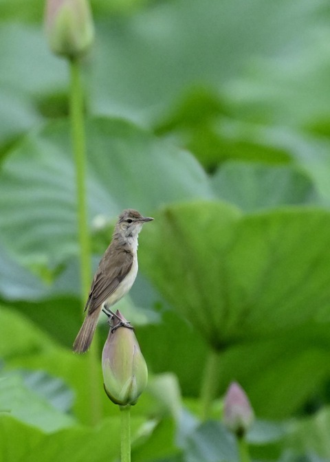 オオヨシキリ9135