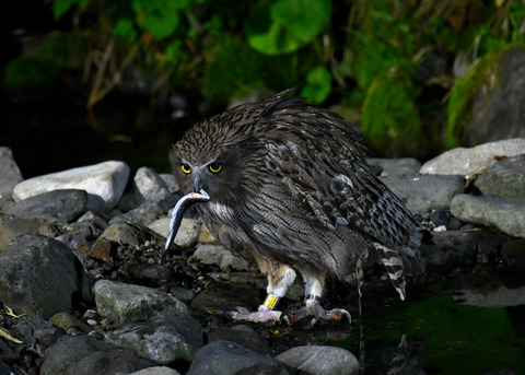 シマフクロウ♀1436