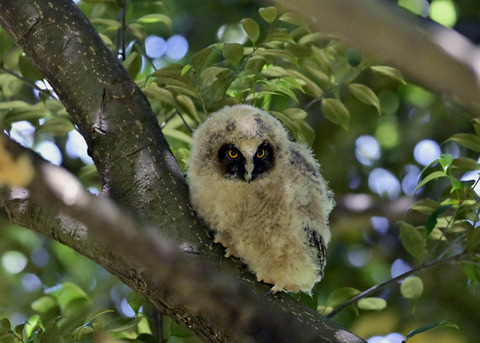 トラフズクのヒナ7575