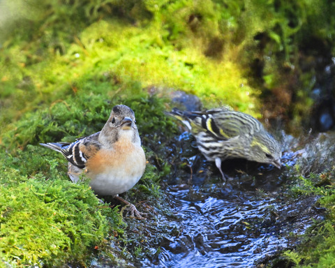 アトリ♀1123