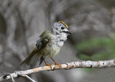 キクイタダキ♂2157