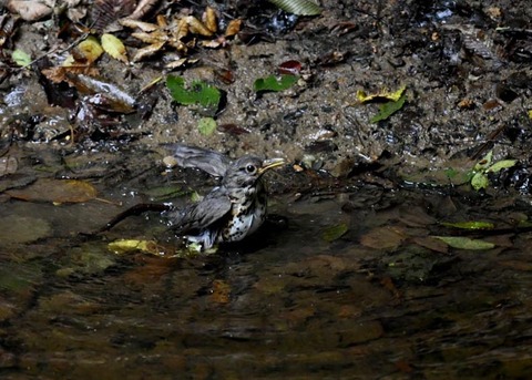 クロツグミ♀7598