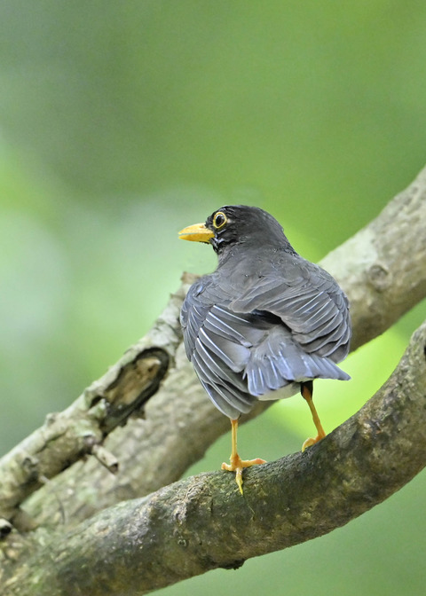クロツグミ♂0424