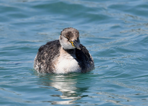 ｱｶｴﾘｶｲﾂﾌﾞﾘ7033