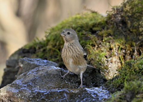 ベニマシコ♀6726