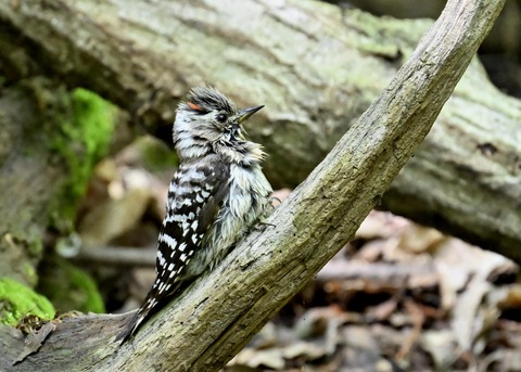 コゲラ1815
