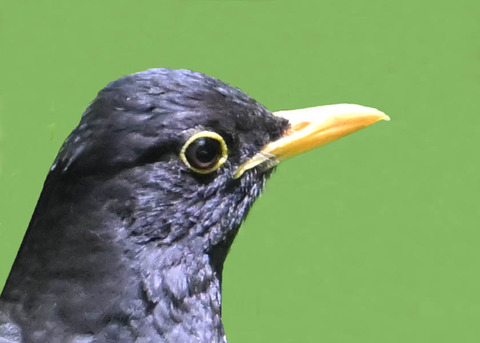 クロツグミ♂0001