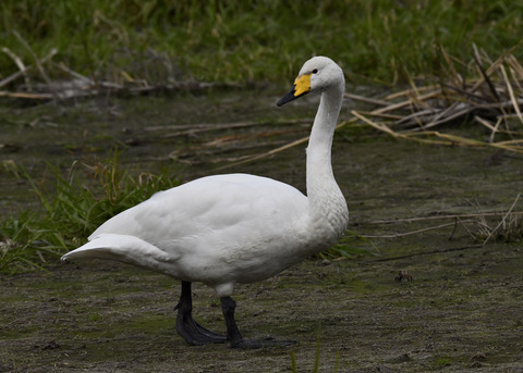 オオハクチョウ3521