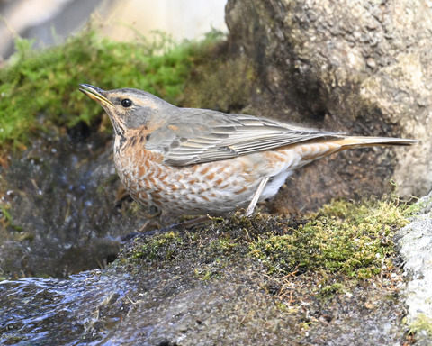 ハチジョウツグミ9247