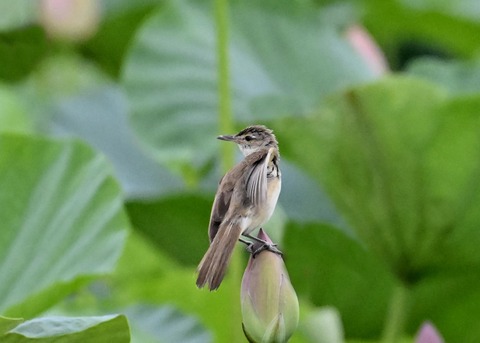 オオヨシキリ9218