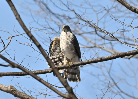 ツミ♀9582