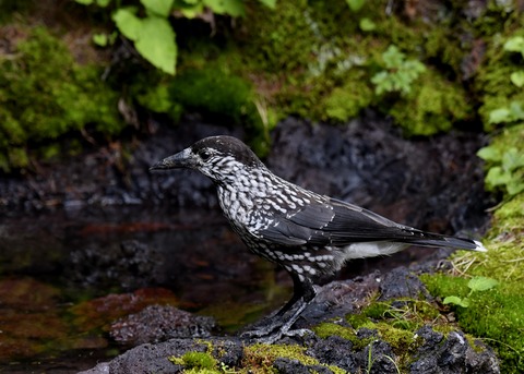 ホシガラス幼鳥3214