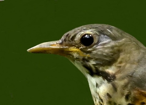 クロツグミ♀幼鳥4000