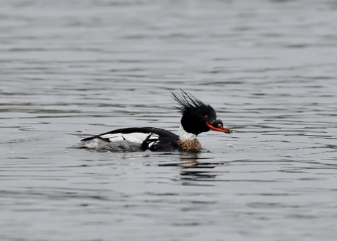 魚捕り・ウミアイサ♂6402