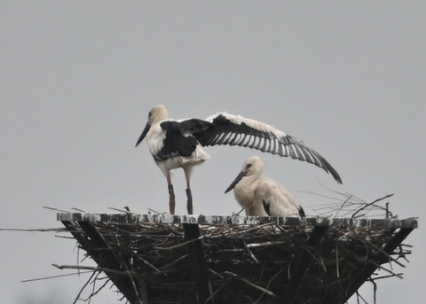 コウノトリ3436