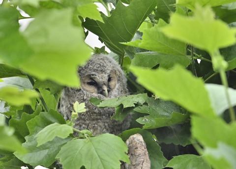 フクロウのヒナ3250