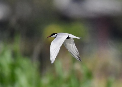 クロハラアジサシ9272