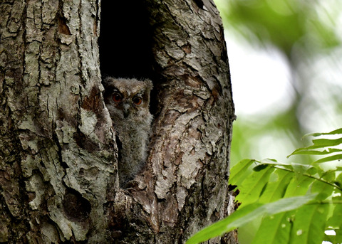 オオコノハズクのヒナ8224