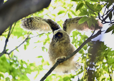 トラフズクのヒナ1070