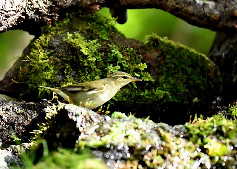 メボソムシクイ0677