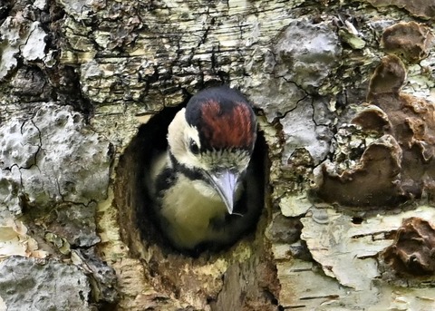 アカゲラのヒナ②4933