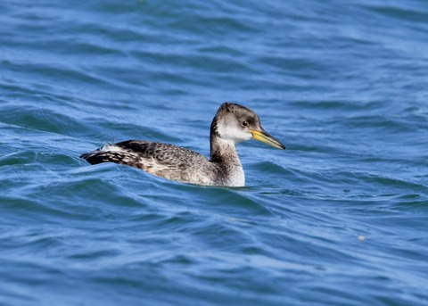 アカエリカイツブリ冬羽4207