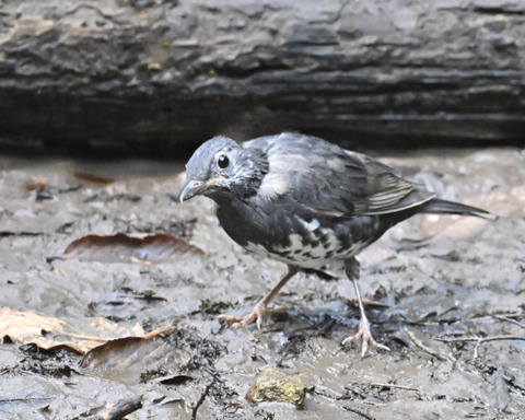 マミジロ♂幼鳥3694