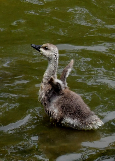 サカツラガン①4200
