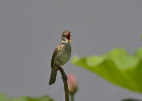 オオヨシキリ2121