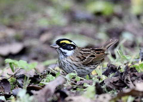 キマユホオジロ♂3606